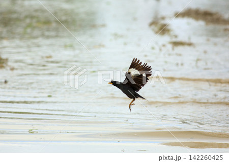 Great Myna Birds Foraging and Flying in Rice Field Agriculture Great Myna Birds Foraging and Flying in Rice Field Agriculture 142260425