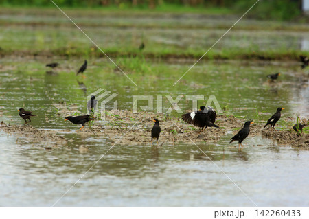 Great Myna Birds Foraging and Flying in Rice Field Agriculture Great Myna Birds Foraging and Flying in Rice Field Agriculture 142260433