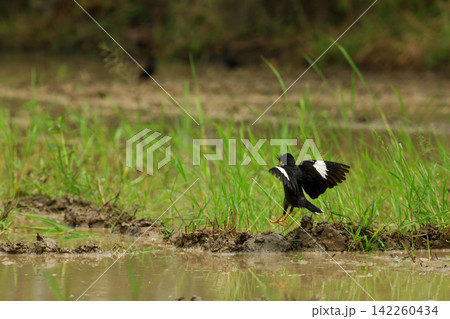 Great Myna Birds Foraging and Flying in Rice Field Agriculture Great Myna Birds Foraging and Flying in Rice Field Agriculture 142260434