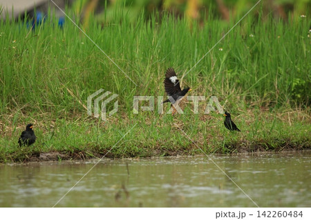 Great Myna Birds Foraging and Flying in Rice Field Agriculture Great Myna Birds Foraging and Flying in Rice Field Agriculture 142260484