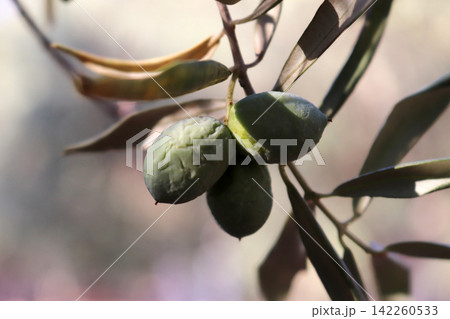 Olives on olive tree in autumn 142260533