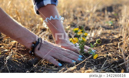 Female hands of farmer planting beautiful yellow flower in the ground at summer season. Arms of agronomist caring for small seedling at sunset. Concept of agricultural business. Slow motion 142260816