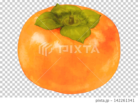 Autumn flavors. A realistic illustration of a single persimmon. 142261341