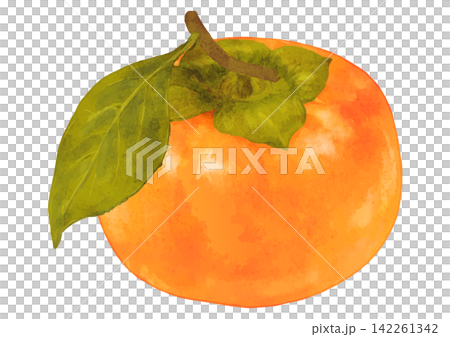 Autumn's delights. A realistic illustration of a single persimmon (with leaves). Autumn's delights. A realistic illustration of a single persimmon (with leaves). 142261342