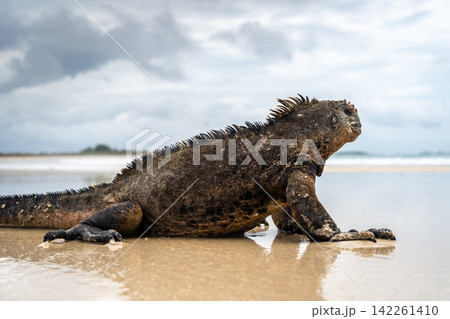 Marine iguana on the sandy shores of Isabela Island, Galapagos Archipelago, Ecuador Marine iguana on the sandy shores of Isabela Island, Galapagos Archipelago, Ecuador 142261410