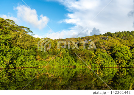Lush Vegetation on Tahaa Island, French Polynesia Lush Vegetation on Tahaa Island, French Polynesia 142261442