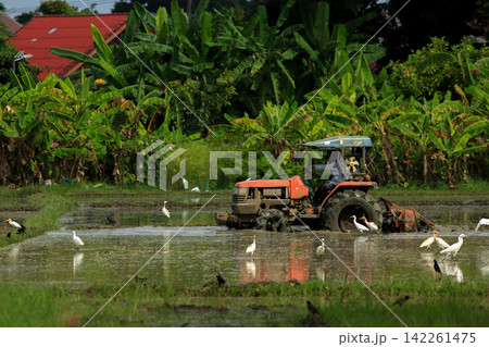 Farmer Driving Red Tractor Plowing Paddy Field with Egrets Foraging 142261475