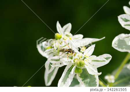 Wasp collecting nectar from white flowering plant. Wasp collecting nectar from white flowering plant. 142261505