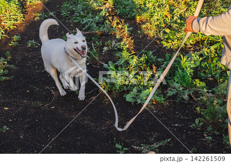 Person walking white dog on leash along dirt trail outdoors 142261509