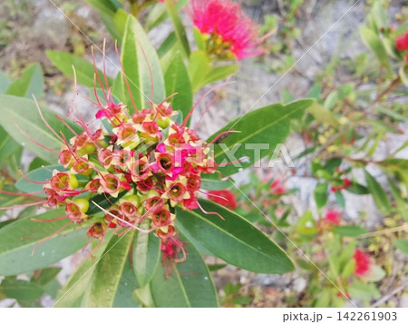 Xanthostemon Flower Buds And Bloom Top View Xanthostemon Flower Buds And Bloom Top View 142261903