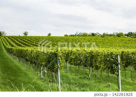 Vineyard rows in an autumnal countryside landscape, illustrating the depth and perspective of seasonal vineyard rows. Vineyard rows in an autumnal countryside landscape, illustrating the depth and perspective of seasonal vineyard rows. 142261928