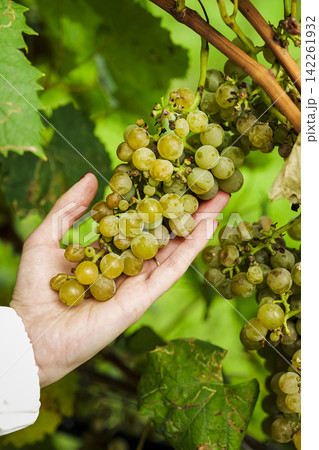 Hand holding a cluster of white grapes in a vineyard, illustrating organic vineyard aesthetics in the grape harvesting period. Hand holding a cluster of white grapes in a vineyard, illustrating organic vineyard aesthetics in the grape harvesting period. 142261932