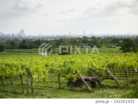 Vineyard with grapevines on trellises in Stammersdorf in Vienna illustrates authentic autumn hiking in Austrian vineyards. Vineyard with grapevines on trellises in Stammersdorf in Vienna illustrates authentic autumn hiking in Austrian vineyards. 142261935