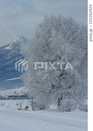 北海道 冬の富良野 富良野線の線路沿いに立つ霧氷した木と雪景色 北海道 冬の富良野 富良野線の線路沿いに立つ霧氷した木と雪景色 142262024