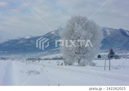 北海道 冬の富良野 富良野線の線路沿いに立つ霧氷した木と雪景色 北海道 冬の富良野 富良野線の線路沿いに立つ霧氷した木と雪景色 142262025