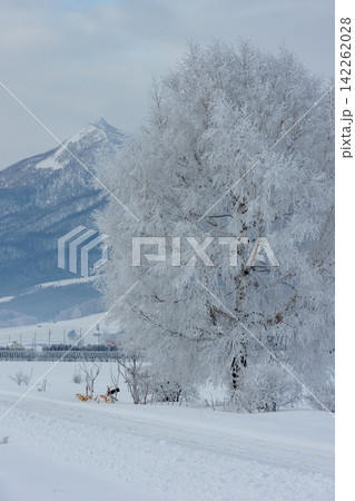 北海道 冬の富良野 富良野線の線路沿いに立つ霧氷した木と雪景色 北海道 冬の富良野 富良野線の線路沿いに立つ霧氷した木と雪景色 142262028