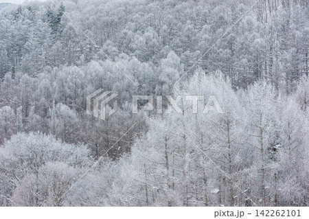 北海道 美瑛富良野の厳冬期 早朝に霧氷した美しい木々の雪景色 北海道 美瑛富良野の厳冬期 早朝に霧氷した美しい木々の雪景色 142262101