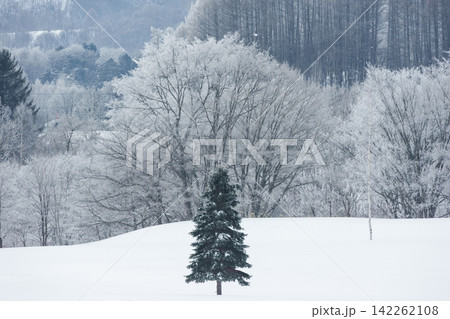 北海道 美瑛富良野の厳冬期 早朝に霧氷した美しい木々の雪景色 北海道 美瑛富良野の厳冬期 早朝に霧氷した美しい木々の雪景色 142262108