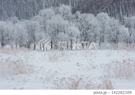 北海道 美瑛富良野の厳冬期 早朝に霧氷した美しい木々の雪景色 北海道 美瑛富良野の厳冬期 早朝に霧氷した美しい木々の雪景色 142262109