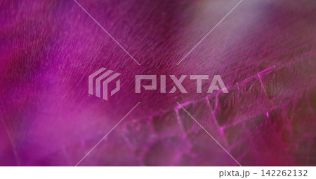 Neon shiny background. Color glow. Purple pink blue radiant flash optical film texture bright rainbow kaleidoscope on art light abstraction. 142262132