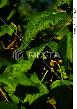 Close-up of ripe black currants hanging on branches with green leaves, fresh berry, outdoor summer harvest, natural background Close-up of ripe black currants hanging on branches with green leaves, fresh berry, outdoor summer harvest, natural background 142262468