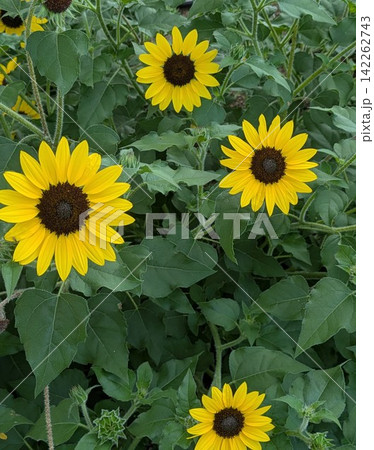 緑の葉に映える鮮やかな黄色のヒマワリの花 緑の葉に映える鮮やかな黄色のヒマワリの花 142262743