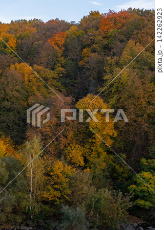 Scenic autumn forest covered with colorful fallen leaves creating vibrant natural carpet across the woodland floor. Tall deciduous trees with golden orange and red foliage surround peaceful landscape Scenic autumn forest covered with colorful fallen leaves creating vibrant natural carpet across the woodland floor. Tall deciduous trees with golden orange and red foliage surround peaceful landscape 142262923
