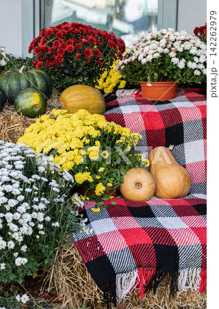 Pumpkins arranged with blooming chrysanthemums on outdoor building steps creating seasonal autumn entrance decoration 142262979