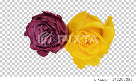 Two purple and yellow roses, transparent background, macro. Two purple and yellow roses, transparent background, macro. 142263085
