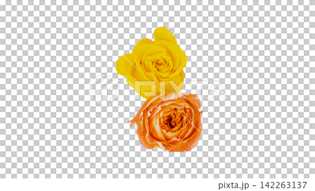 Two roses, one orange and one yellow, with a transparent background and macro capabilities. Two roses, one orange and one yellow, with a transparent background and macro capabilities. 142263137