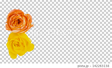 Two roses, one orange and one yellow, with a transparent background and macro capabilities. Two roses, one orange and one yellow, with a transparent background and macro capabilities. 142263138