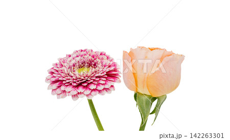 ピンクのガーベラと淡いオレンジの薔薇　背景透過　マクロ 142263301