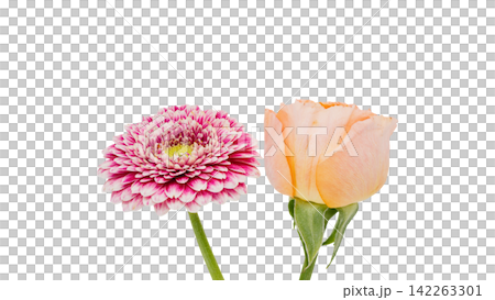 ピンクのガーベラと淡いオレンジの薔薇　背景透過　マクロ 142263301