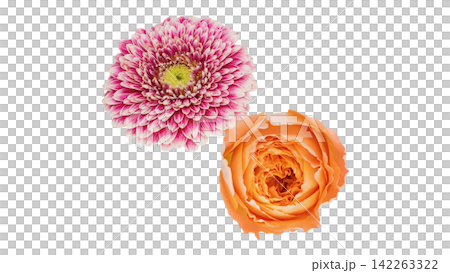 Orange roses and pink gerberas, transparent background, macro. Orange roses and pink gerberas, transparent background, macro. 142263322
