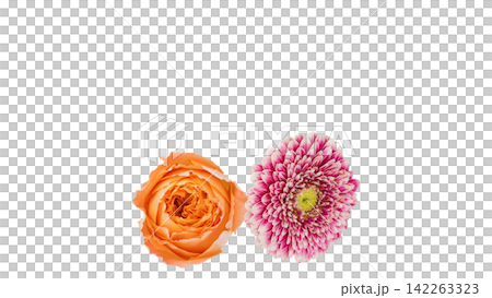 橙色玫瑰和粉紅色非洲菊,透明背景,微距拍攝。 橙色玫瑰和粉紅色非洲菊,透明背景,微距拍攝。 142263323