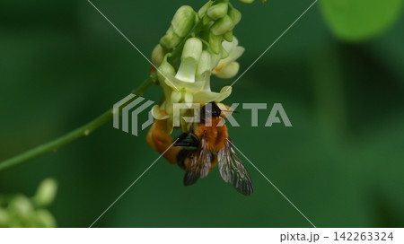 イタチササゲの蜜を吸うトラマルハナバチ 142263324