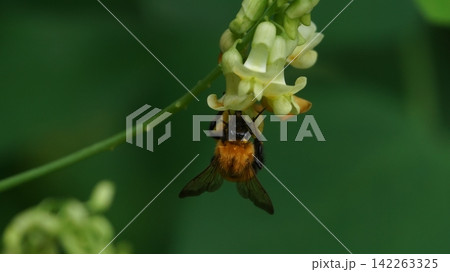 イタチササゲの蜜を吸うトラマルハナバチ 142263325