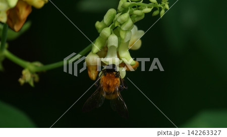 イタチササゲの蜜を吸うトラマルハナバチ 142263327