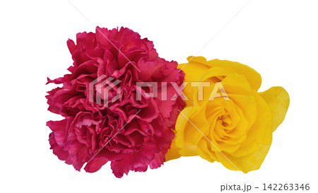 赤いカーネーションと黄色い薔薇 背景透過 マクロ 赤いカーネーションと黄色い薔薇 背景透過 マクロ 142263346