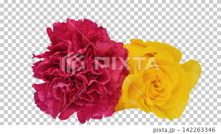赤いカーネーションと黄色い薔薇 背景透過 マクロ 赤いカーネーションと黄色い薔薇 背景透過 マクロ 142263346