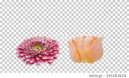 粉紅色非洲菊和淡橙色玫瑰；透明背景；微距拍攝。 142263629