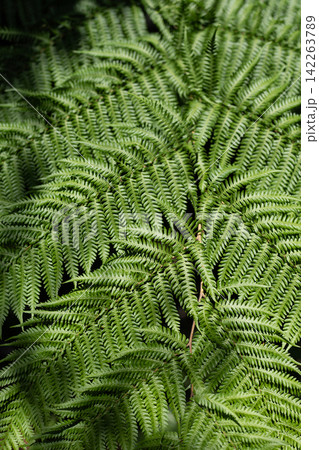 lush Fern leaves texture closeup 142263789