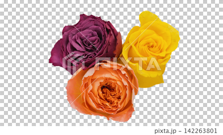 Three roses in purple, yellow, and orange; transparent background; macro. Three roses in purple, yellow, and orange; transparent background; macro. 142263801