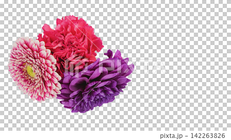 Gerbera, Dahlia, and Carnation Flower Images - Transparent Background - Macro Gerbera, Dahlia, and Carnation Flower Images - Transparent Background - Macro 142263826