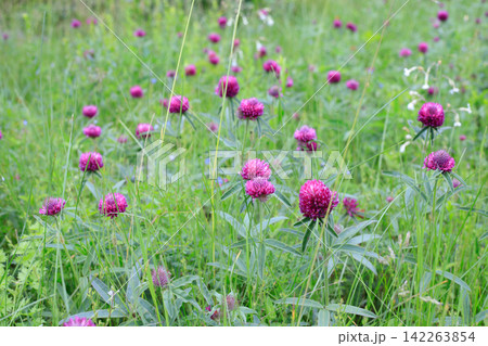 Blooming Crimson Clover Flowers in Green Summer Meadow Blooming Crimson Clover Flowers in Green Summer Meadow 142263854