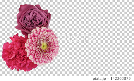ガーベラ・カーネーション・薔薇の花素材　背景透過　マクロ 142263879