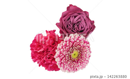 ガーベラ・カーネーション・薔薇の花素材 背景透過 マクロ ガーベラ・カーネーション・薔薇の花素材 背景透過 マクロ 142263880