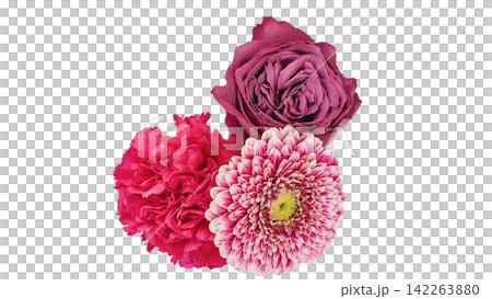 ガーベラ・カーネーション・薔薇の花素材 背景透過 マクロ ガーベラ・カーネーション・薔薇の花素材 背景透過 マクロ 142263880