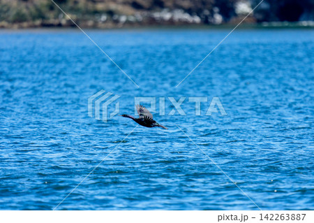 北海道根室 冬の落石沖を飛ぶ野生のヒメウ 北海道根室 冬の落石沖を飛ぶ野生のヒメウ 142263887