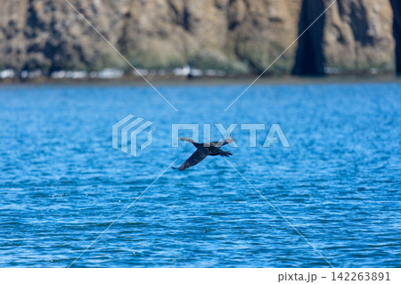 北海道根室 冬の落石沖を飛ぶ野生のヒメウ 北海道根室 冬の落石沖を飛ぶ野生のヒメウ 142263891